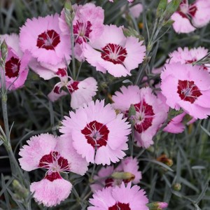 DIANTHUS ANGEL OF PEACE 1ltr HOME GROWN